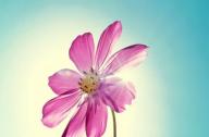 光照對(duì)花卉生長(zhǎng)發(fā)育有什么影響？