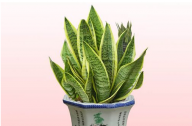 如何養(yǎng)殖虎皮蘭？