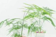 室內(nèi)如何科學(xué)的養(yǎng)殖文竹？