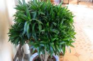 家里養(yǎng)什么植物旺財？
