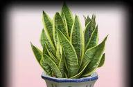 適合室內(nèi)的吸毒植物有哪些？