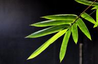 選擇園林植物時(shí)，如何巧妙利用植物的五行屬性？