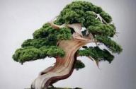 盆景七大類，你都知道嗎？