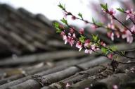 驅(qū)風(fēng)辟邪植物有哪些？