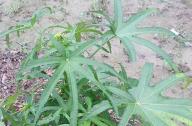合軸叢生竹類植物有哪些？
