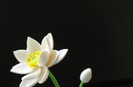 如何栽植碗蓮？