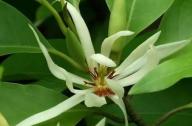 治療咳嗽的植物：白蘭花、丁香、藿香