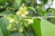 清熱祛風(fēng)，養(yǎng)心安神的植物：沉香