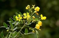 清肝明目，潤腸通便的植物：決明子、菊花