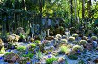 1月20日，中國科學(xué)院西雙版納熱帶植物園一年一度的多肉展如約而至